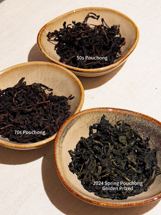 Exclusive Aged Teas Tasting | YUMM CHA x C*SPACE 老茶專題